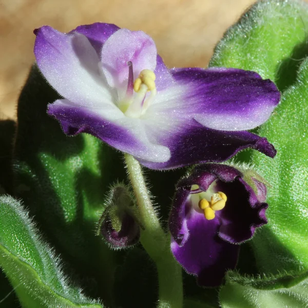 Flowers of a Saintpaulia ionantha — Stock Photo, Image