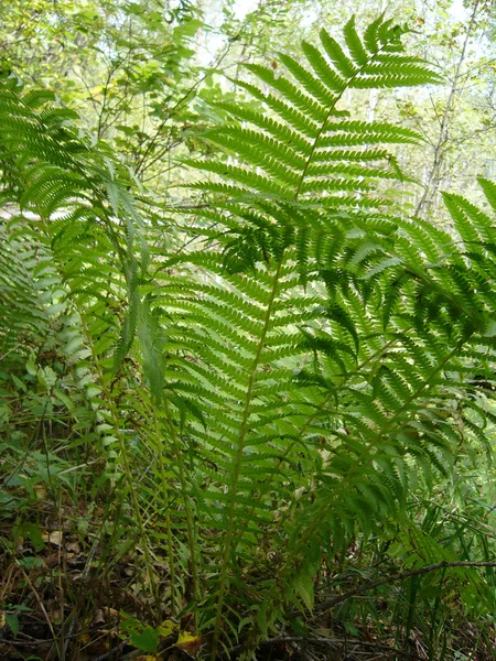 Samambaia Matteuccia struthiopteris — Fotografia de Stock