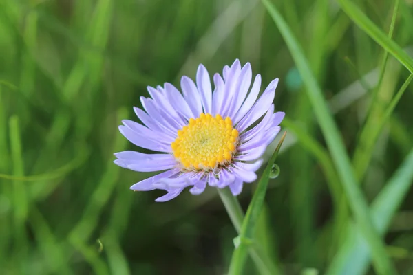 Aster-Blume — Stockfoto