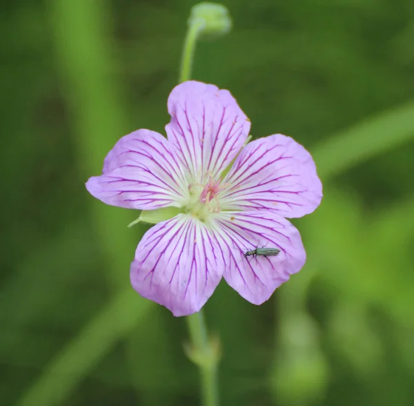 Geranio de flores con insectos —  Fotos de Stock