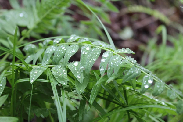 植物与水滴 — 图库照片