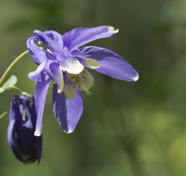Flor de Aqullegia sibirica —  Fotos de Stock