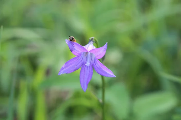 Campana flor con insectos —  Fotos de Stock