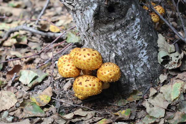 De berk paddestoelen — Stockfoto