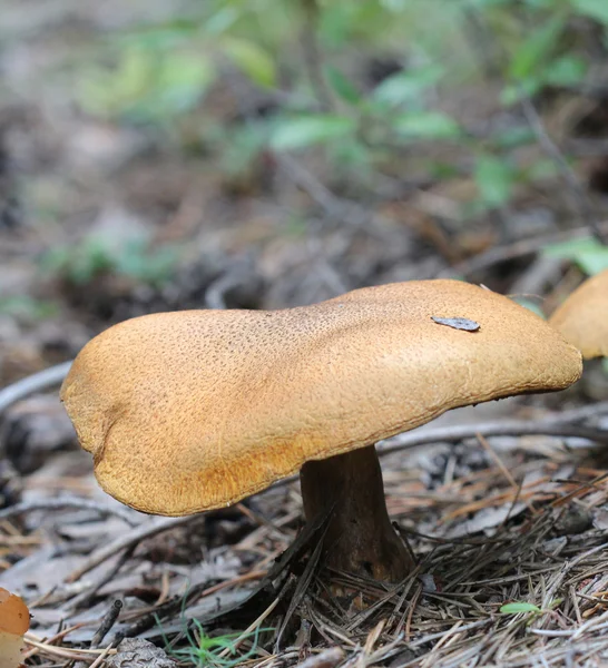 成熟的真菌 — 图库照片