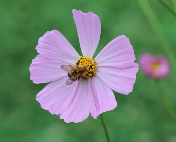 Flower Cosmos with insects — Stock Photo, Image