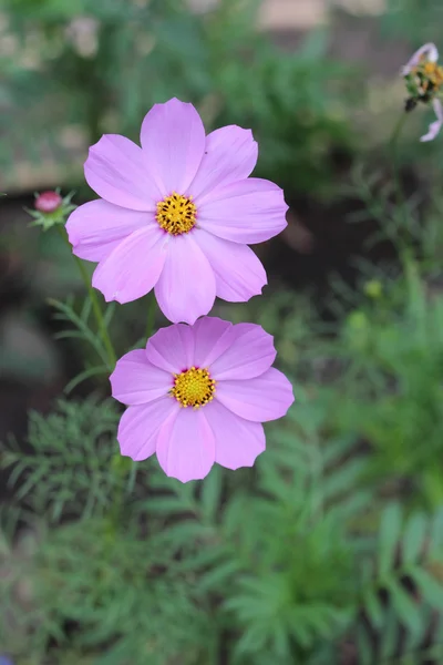 Cosmos de flores —  Fotos de Stock