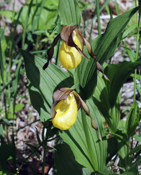 Deux fleurs Cypripedium Venus jaune — Photo