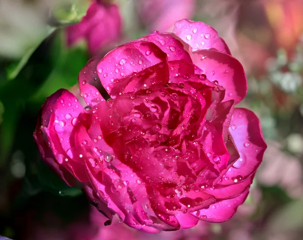 De bloem van een rode roos met waterdruppeltjes — Stockfoto