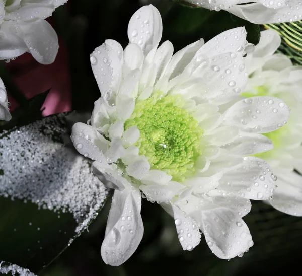 Flor de crisantemo blanco y verde con gotitas Fotos de stock