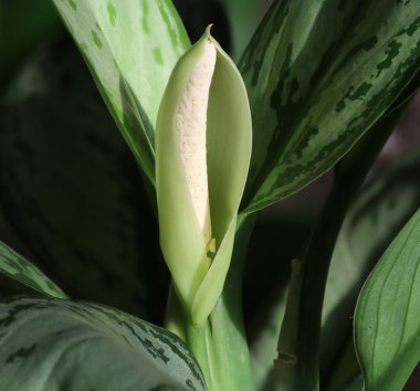 Aglaonema