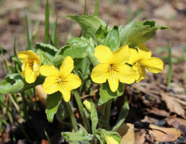 yabani Menekşe çiçek sarı