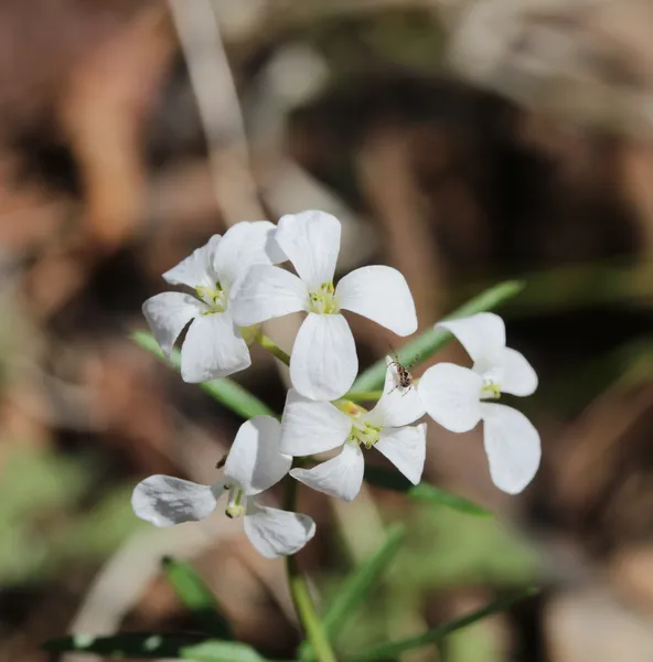 Arabis fleurs blanches — Photo