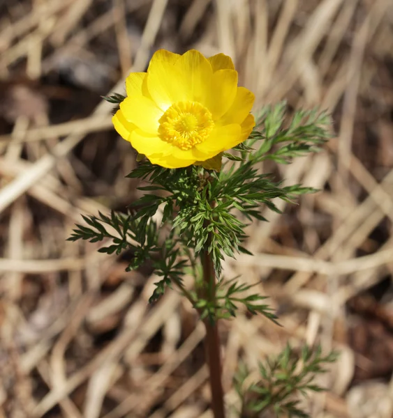 Adois sibirica — Stok fotoğraf