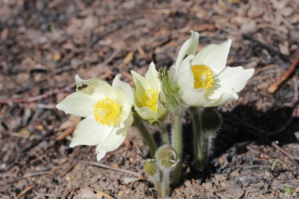 White snowdrops — Stock Photo, Image