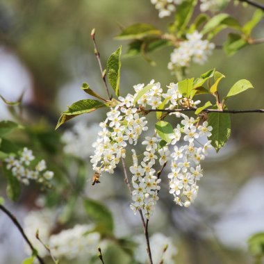 çiçekli kuş kiraz ağacı