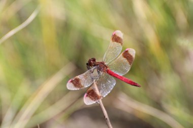 yusufçuk kırmızı