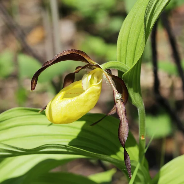 Venus's Slipper flower is yellow — Stock Photo, Image