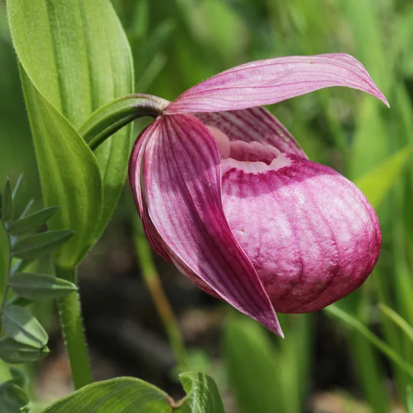 Venus's Slipper flower red — Stock Photo, Image