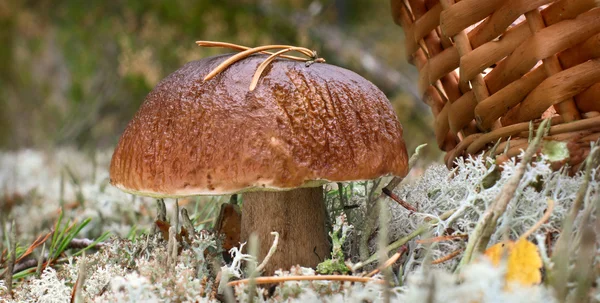 Fungo di Boletus — Foto Stock