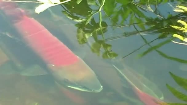 Roter Fisch — Stockvideo