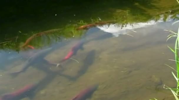 Zalm zijn kuitschieten — Stockvideo