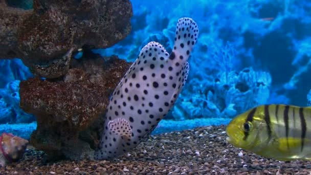 Poisson corail — Video