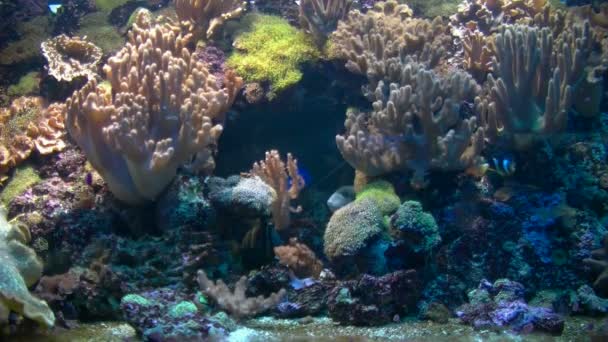 珊瑚 — 图库视频影像