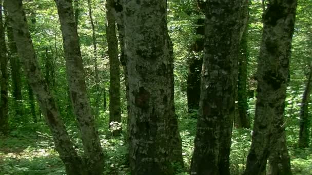 Bosque — Vídeos de Stock