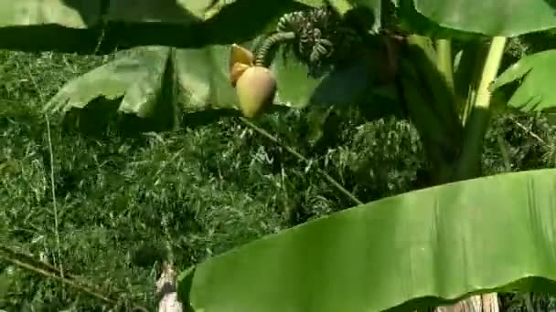 Palma de banana — Vídeo de Stock