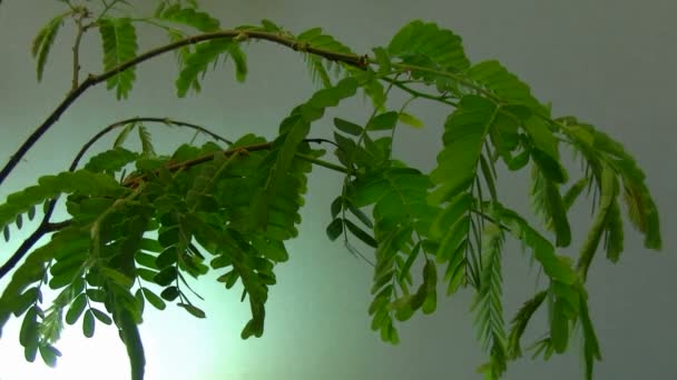 Branch of acacia — Stock Video