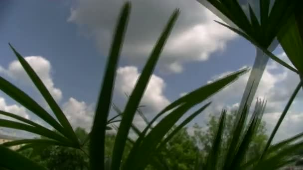 Palmiye ağacı üzerinde gökyüzü — Stok video
