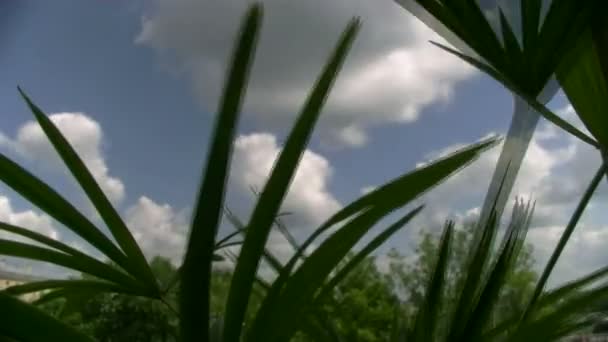 Sky over a palm tree — Stock Video