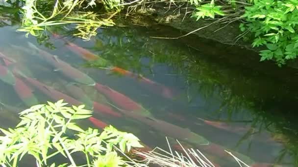 Der Lachs schwimmt beim Laichen — Stockvideo