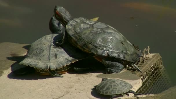 Tortugas — Vídeo de stock