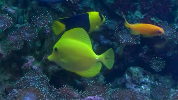 Peces de coral amarillo — Vídeos de Stock
