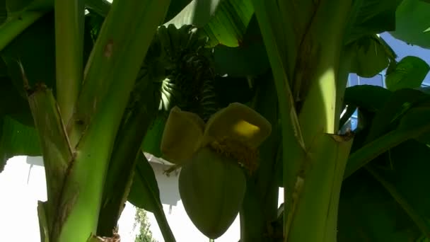 Банановый цветок — стоковое видео