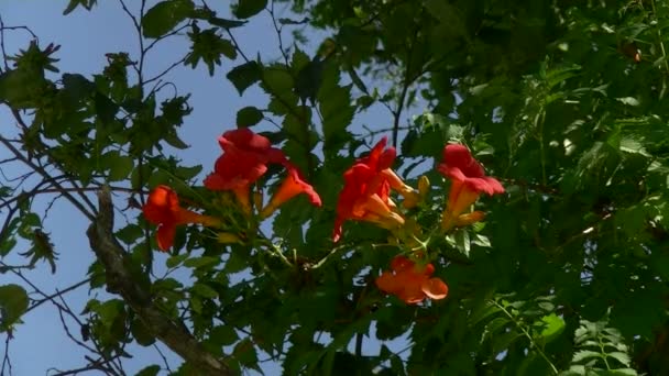 Blühender Baum — Stockvideo