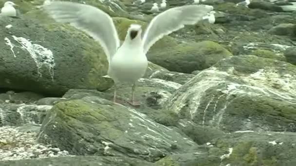 Gaivotas nas rochas — Vídeo de Stock