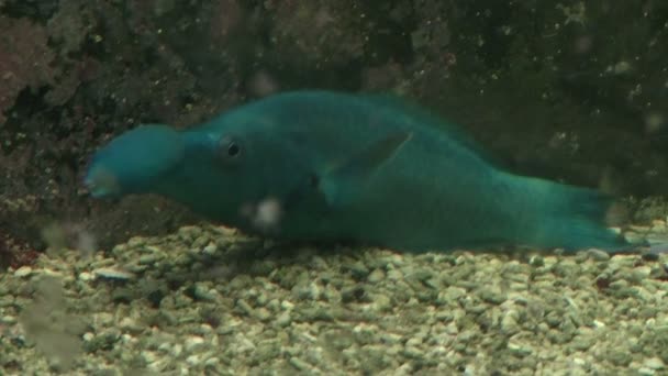 Pesce elefante verde — Video Stock