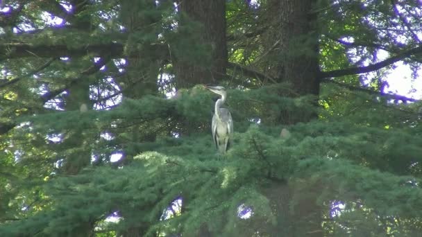 Haring op een tak — Stockvideo