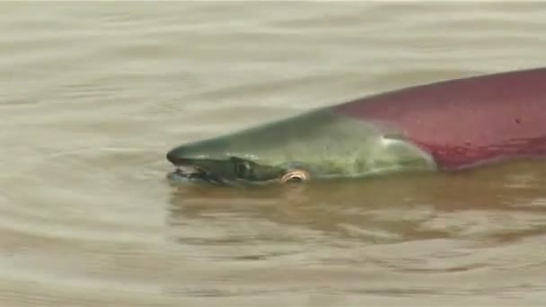 Salmón en la costa — Vídeo de stock