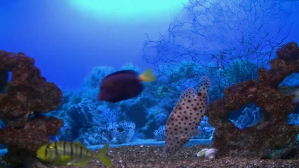 Pesce corallo — Video Stock