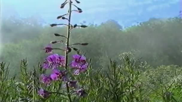Kwiat w górach — Wideo stockowe