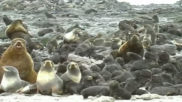 Pride of sea lions — Stock Video