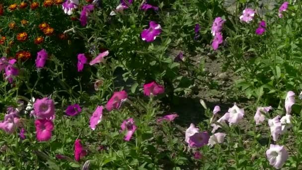 Campanas de flores — Vídeo de stock