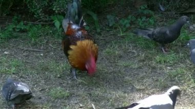 horoz ve güvercinler