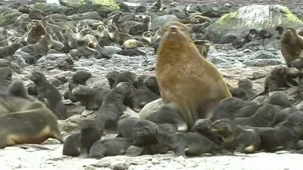 Children of sea lions — Stock Video