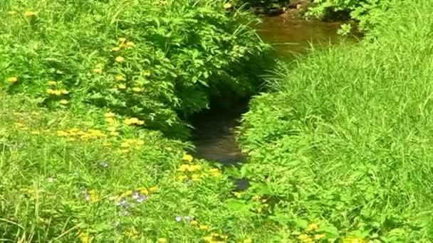 Creek dans la prairie — Video