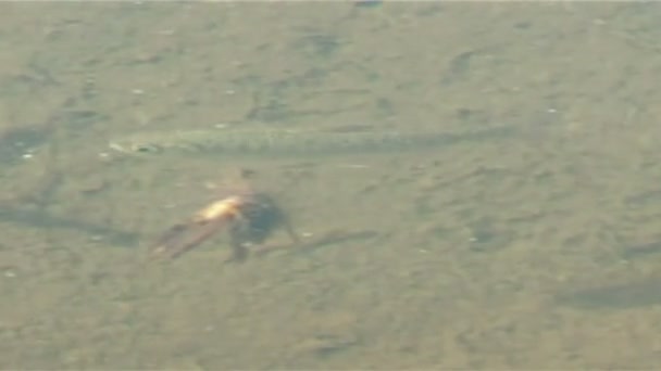 浅层水中的鱼 — 图库视频影像